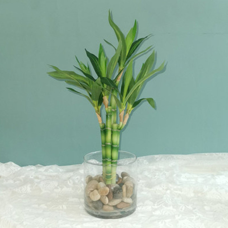 Aquarium Fish Items - New 40cm rFtificial Lucky Bamboo Succulent