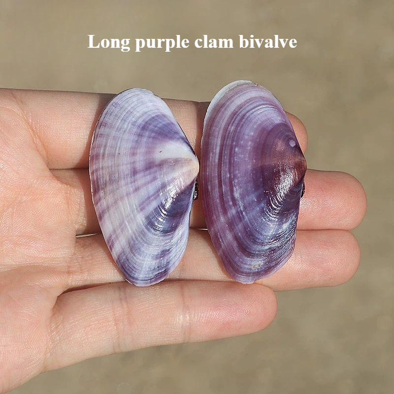 Aquarium Fish Names - Long Purple Clam Natural Conch Purple