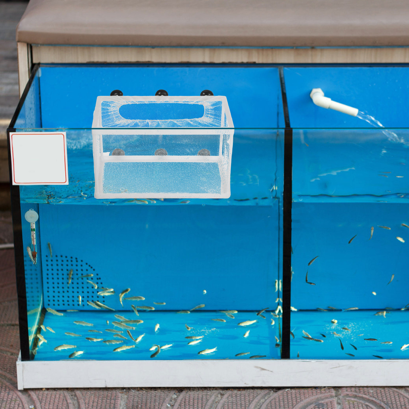 Aquarium Fish Big Size - Fish Net Big Size Aquarium Hatchery