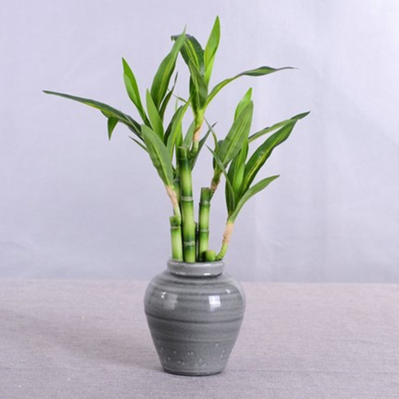 New 40cm rFtificial Lucky Bamb - огляд і ціна Aquarium Fish Items