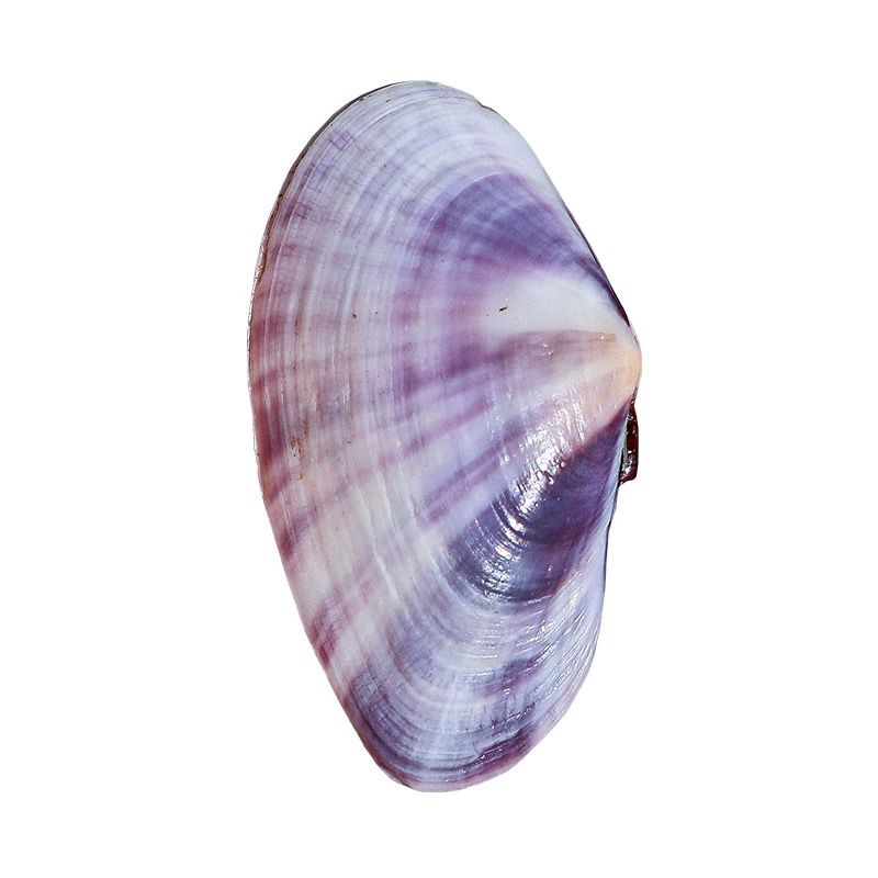 Long Purple Clam Natural Conch - огляд і ціна Aquarium Fish Names