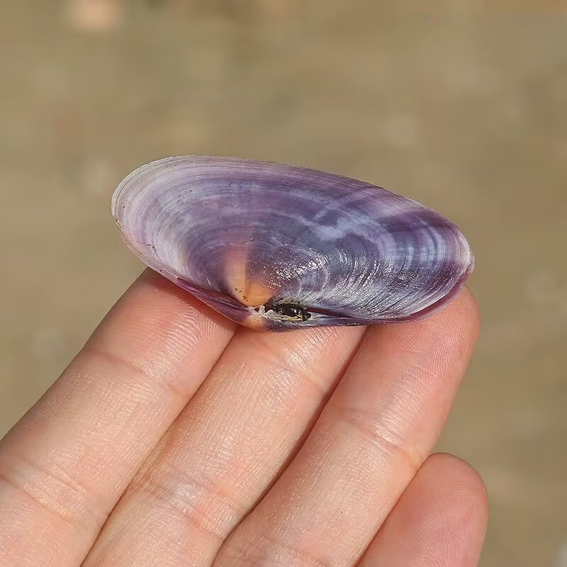 Long Purple Clam Natural Conch - огляд і ціна Aquarium Fish Names