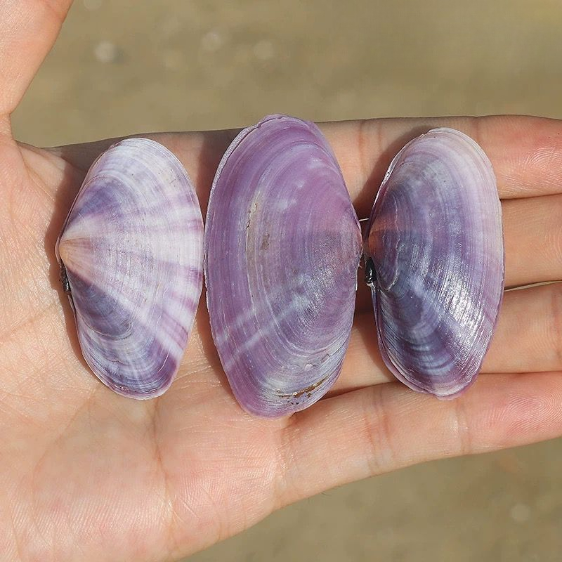 Long Purple Clam Natural Conch - огляд і ціна Aquarium Fish Names